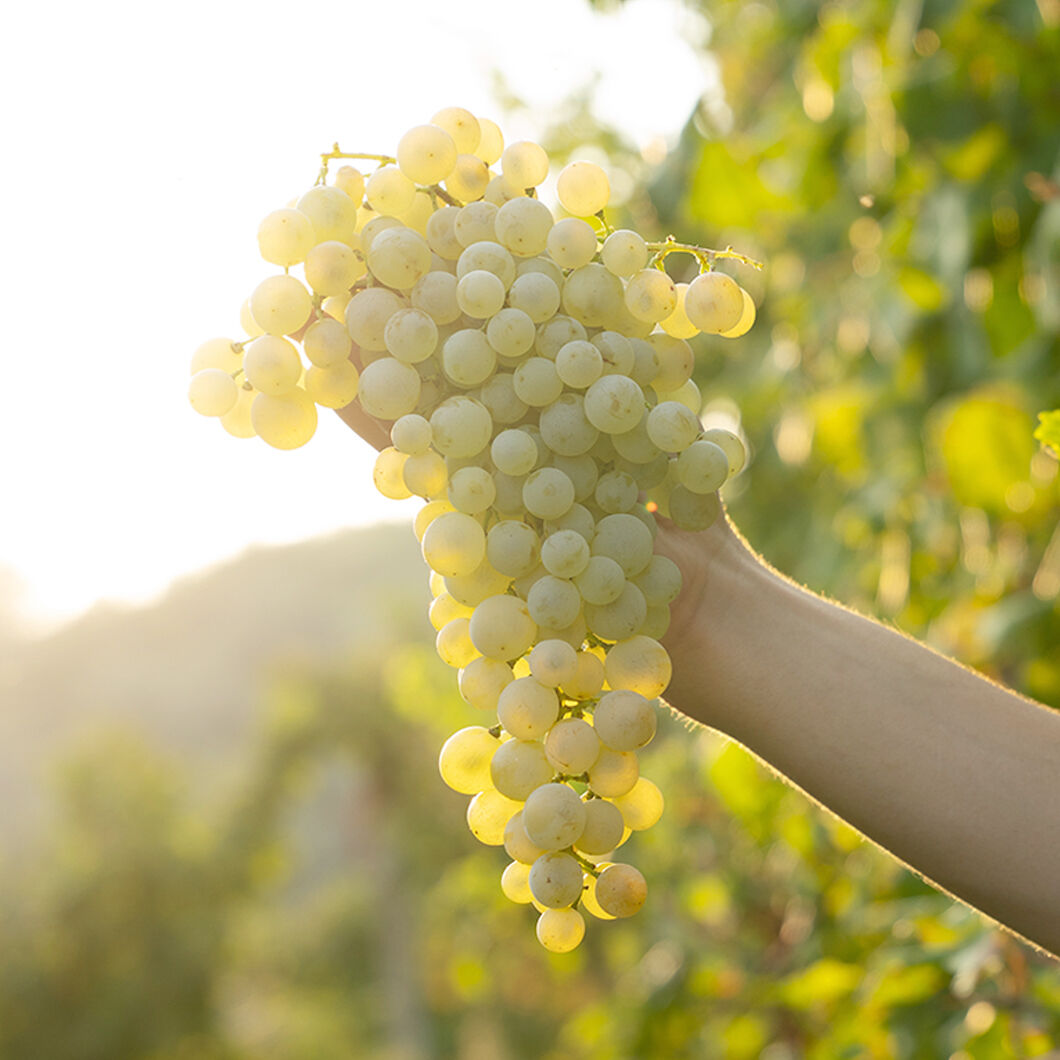 Pouring La Marca Prosecco